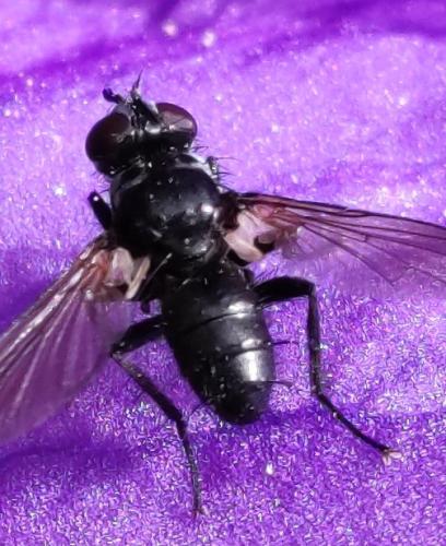 Phania sp.